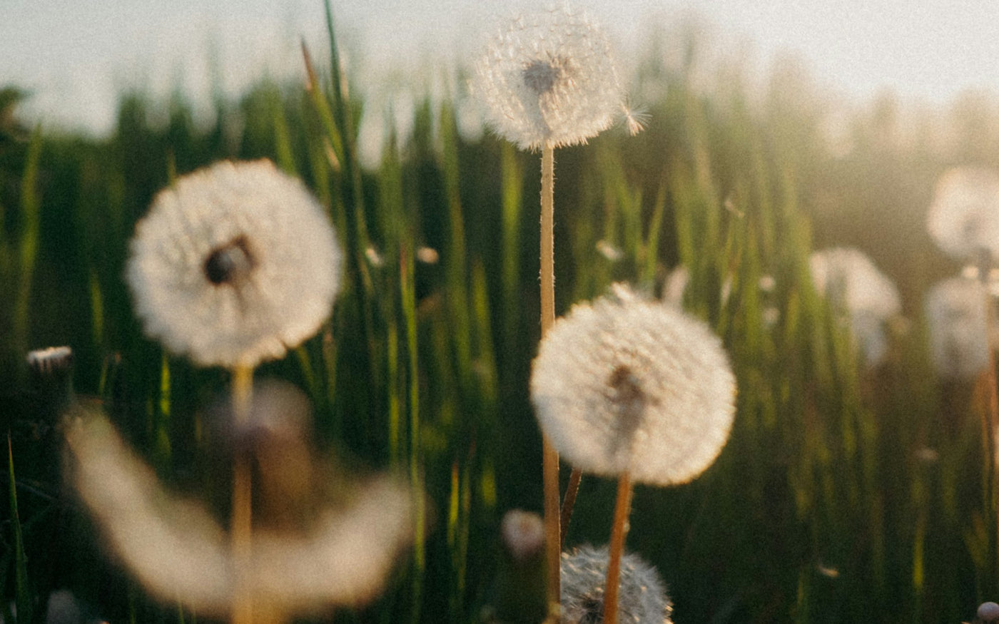 Dandelions backlit in a meadow