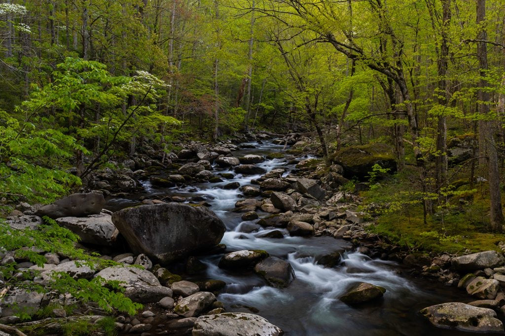 A clear stream running through a lush green forest