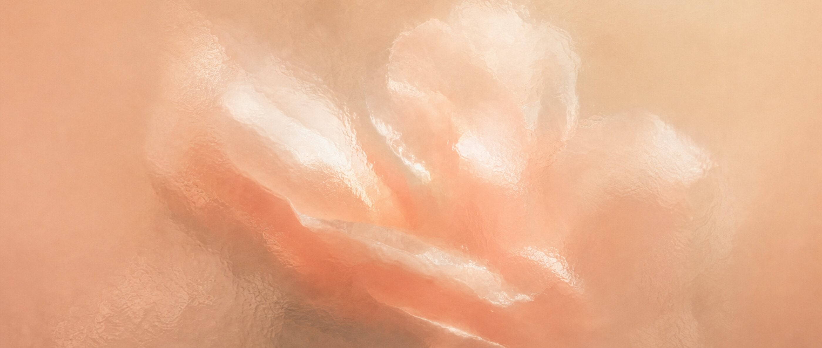 Desert Bloom