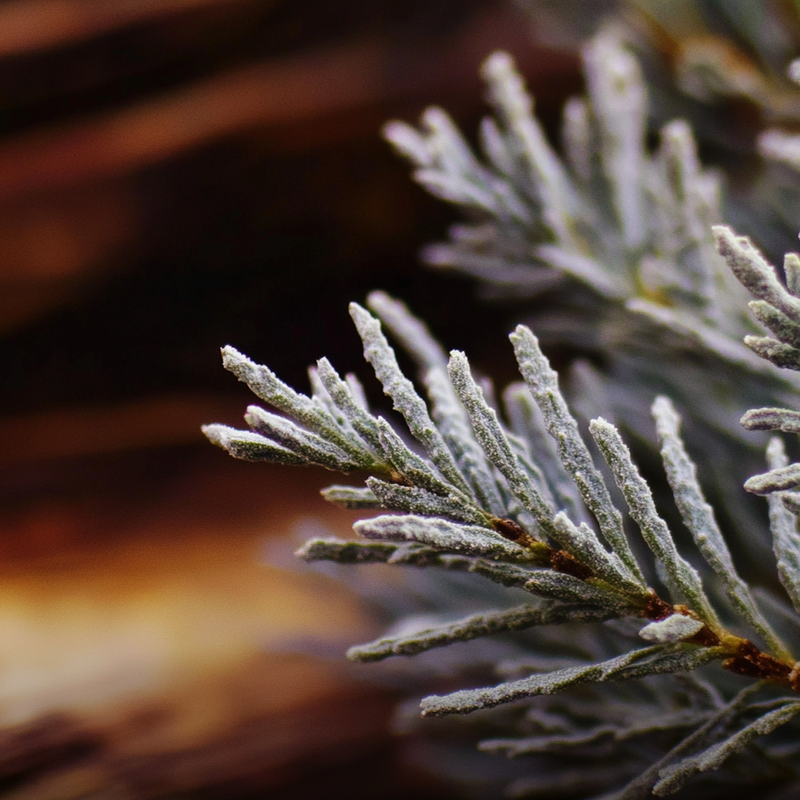Acadia base notes — Blue cypress