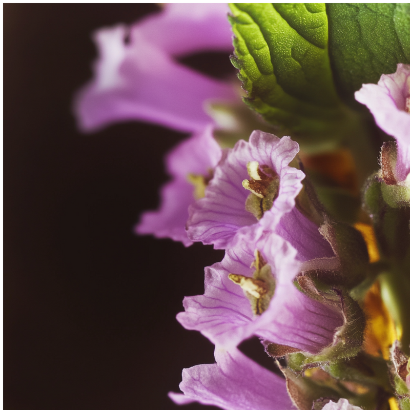 Commodore base notes — Patchouli