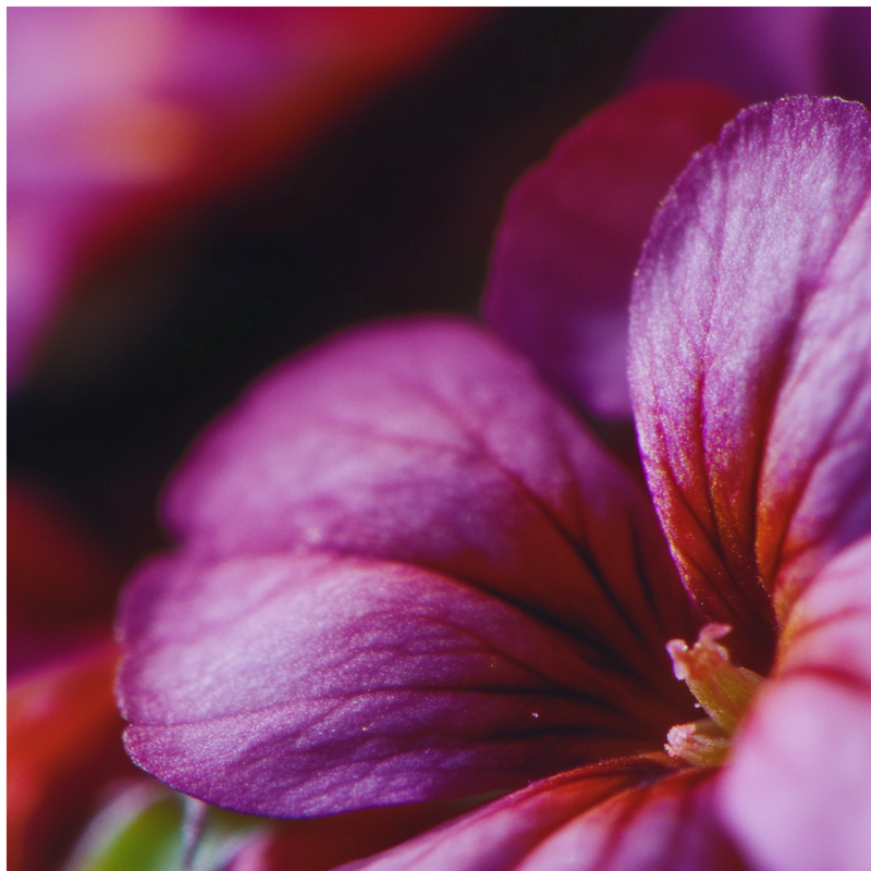 Desert Bloom top notes — Geranium