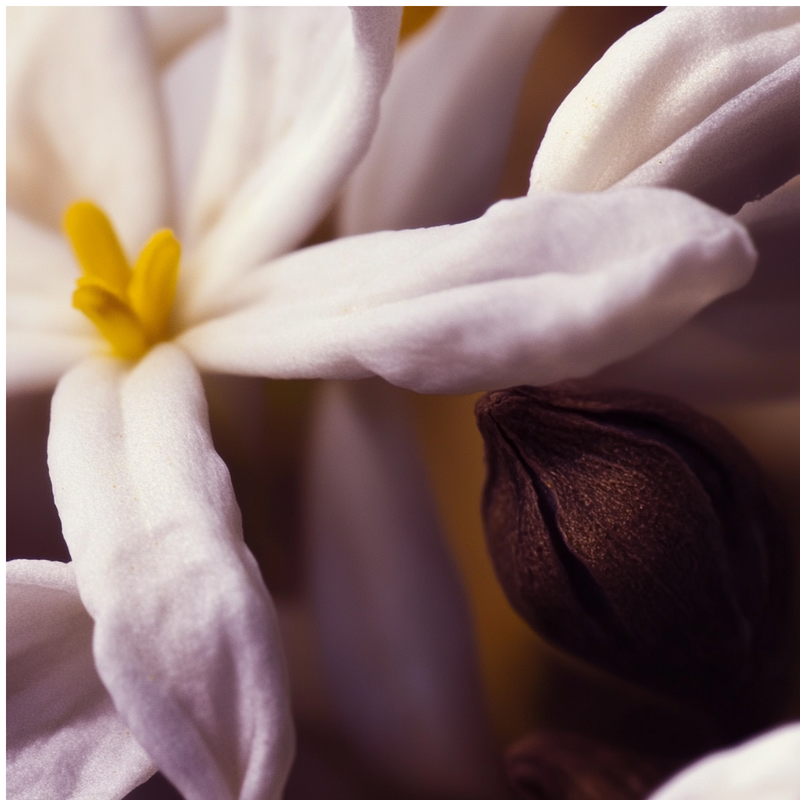 Dusk in Eden heart notes — Clove, jasmine