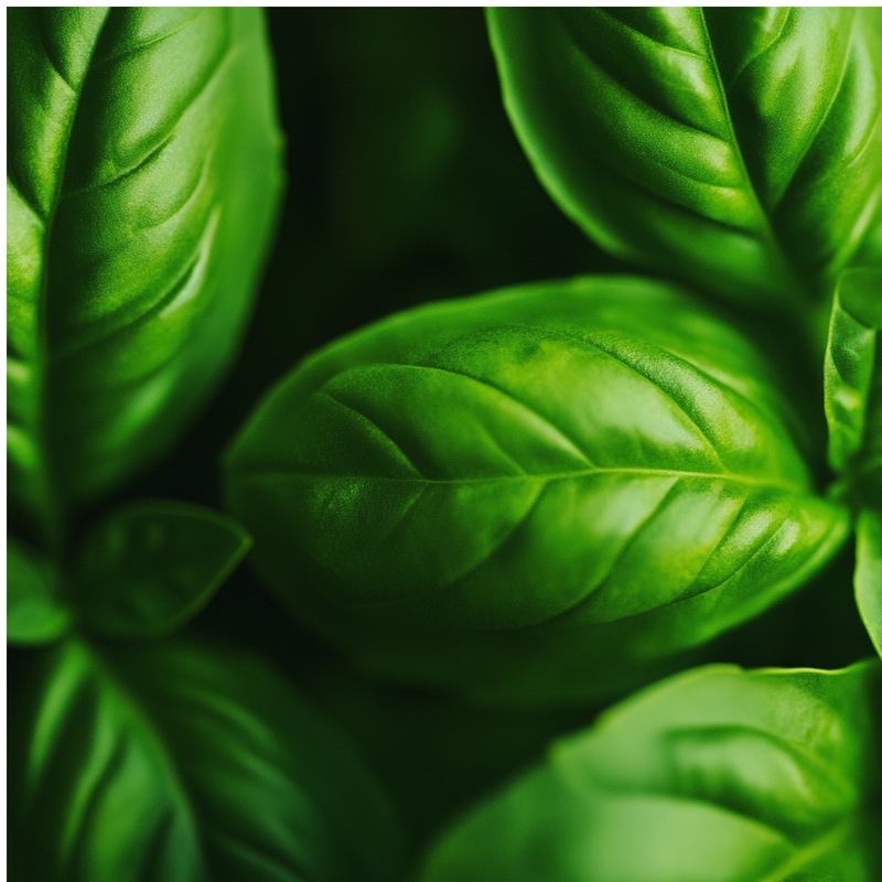 Genovese top notes — Basil