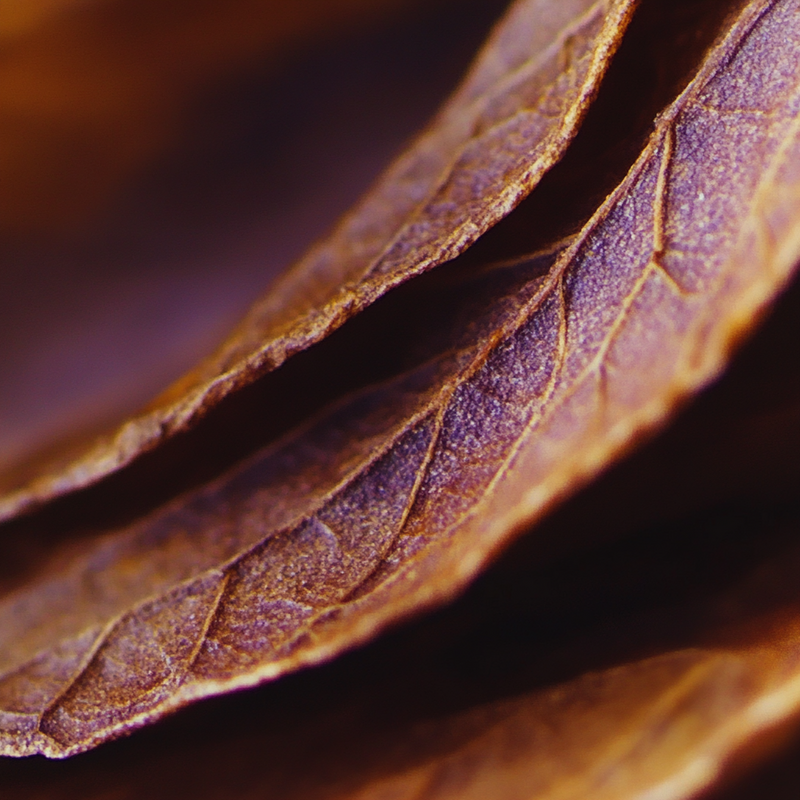 Inner Circle top notes — Tobacco leaf