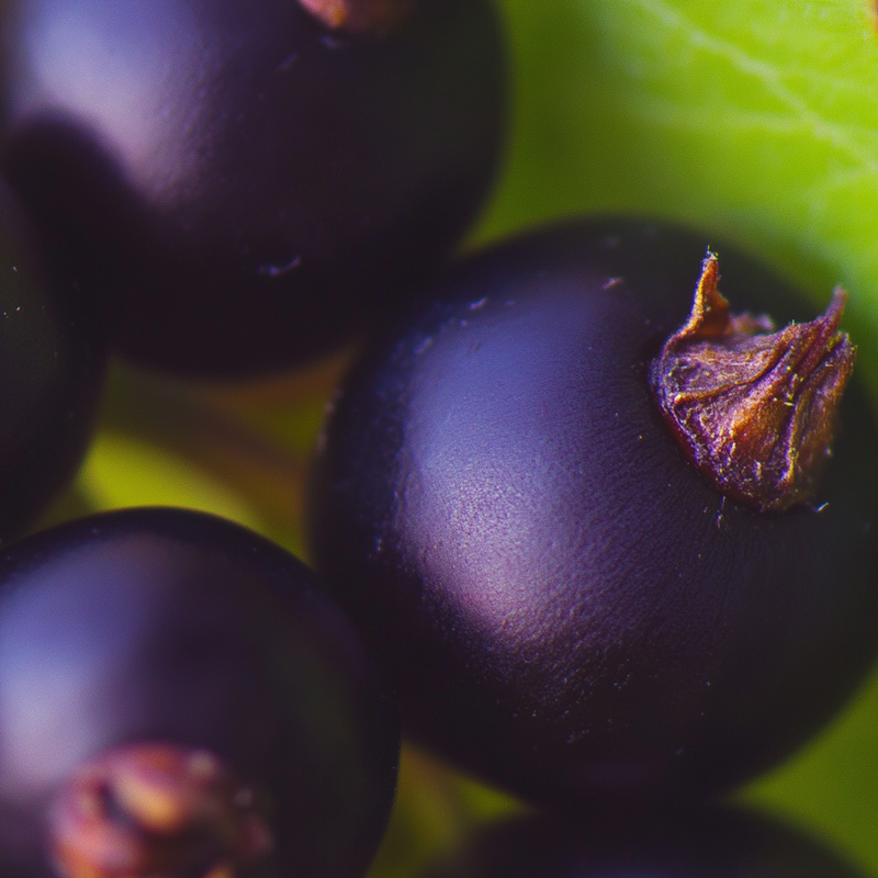 Jardín Azteca heart notes — Cassis berries