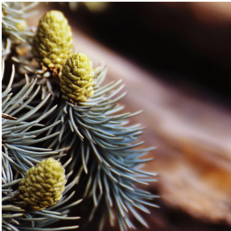 Mandarin Crush base notes — Atlas cedar