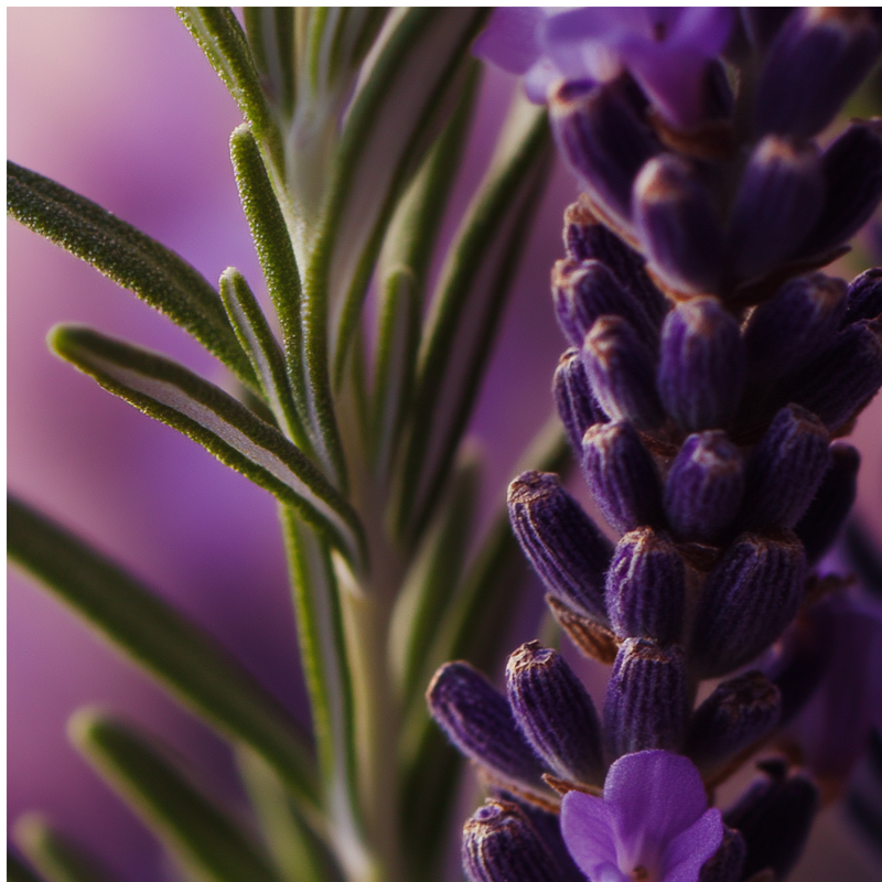Mandarin Crush heart notes — Rosemary, lavender
