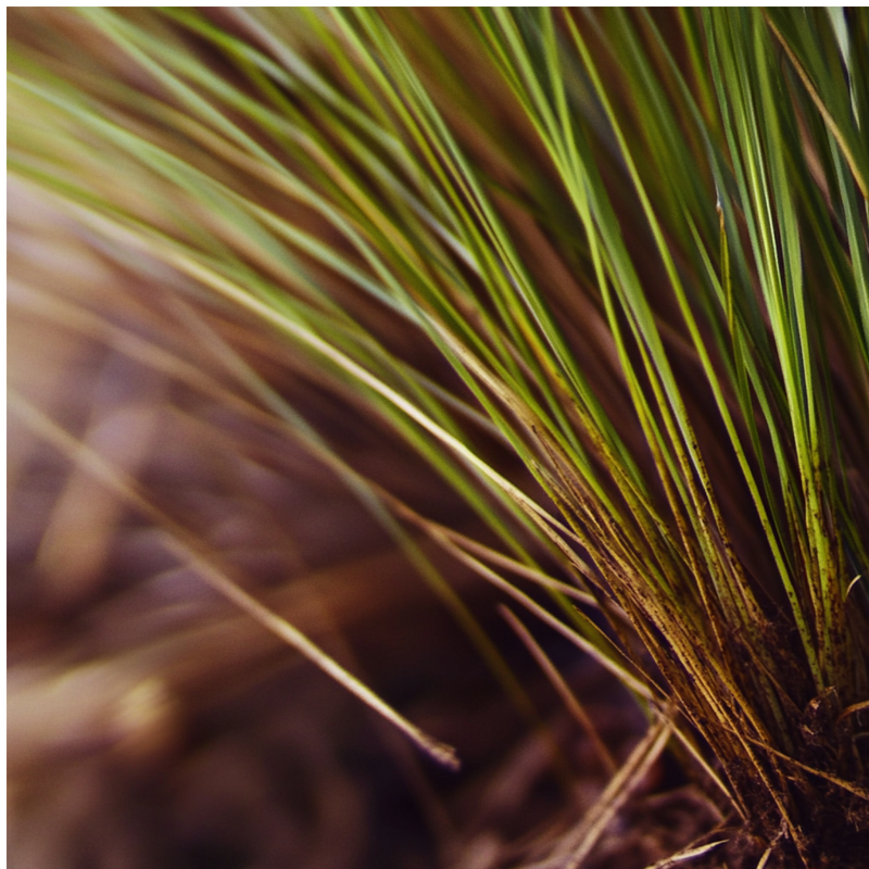 Pumice Stone top notes — Vetiver