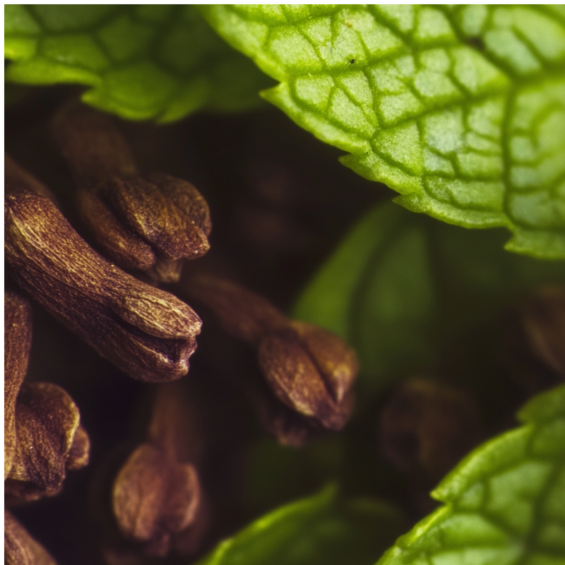 Tea in the Sahara top notes — Mint, clove, blackcurrant