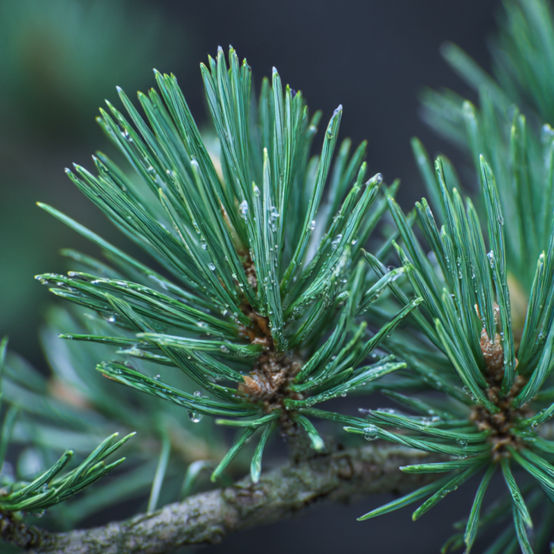 Whispering Pine top notes — Siberian Pine