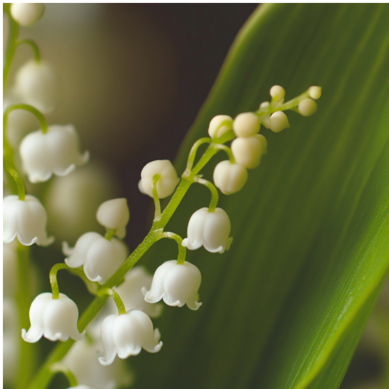 Wild Pear heart notes — Lily of the valley